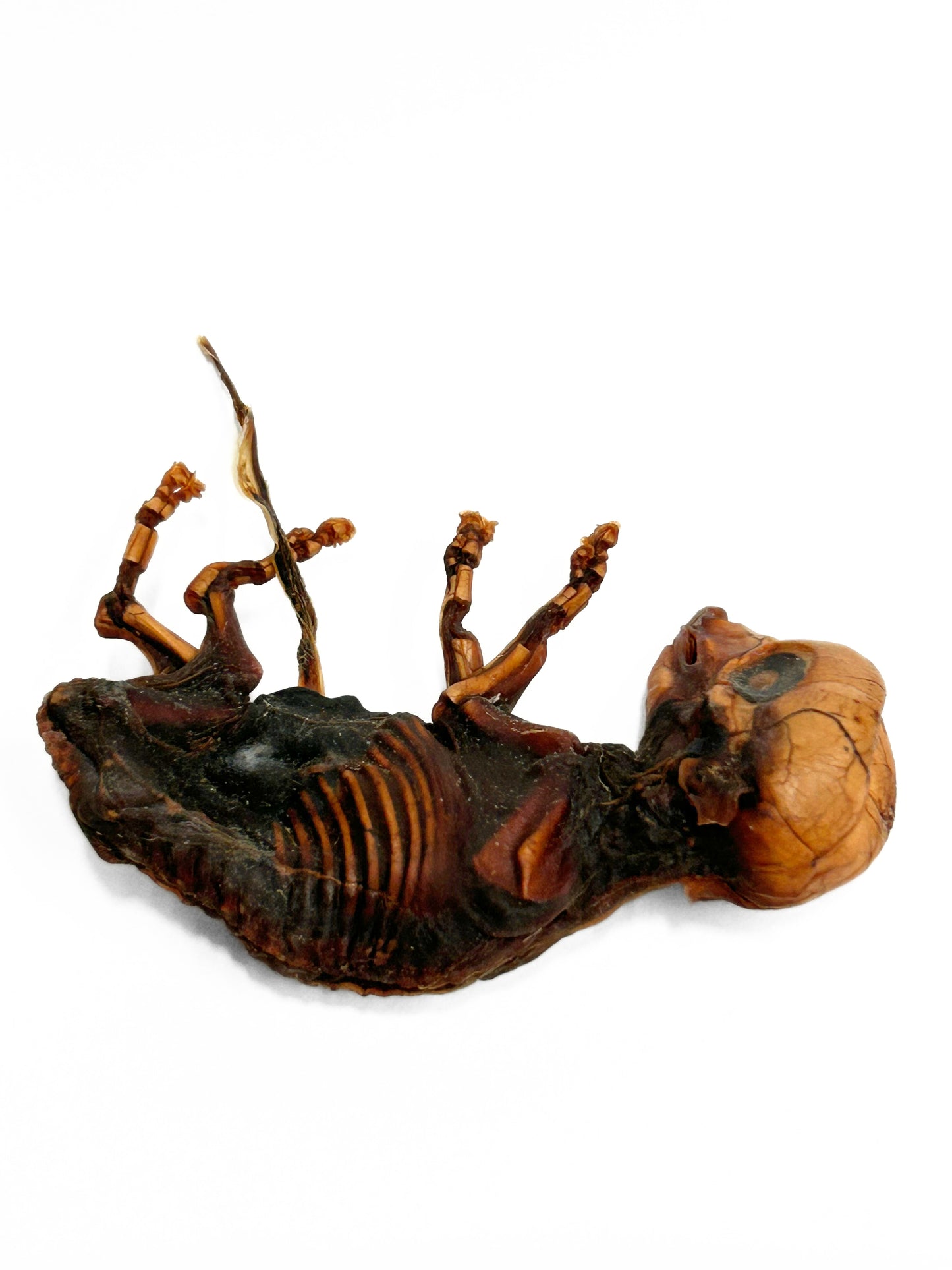 Mummified Pig Fetus